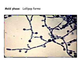 Mold phase: Lollipop forms
 