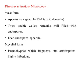 Direct examination- Microscopy
Yeast form
• Appears as a spherule(15-75µm in diameter)
• Thick double walled refractile wall filled with
endospores.
• Each endospore- spherule.
Mycelial form
• Pseudohyphae which fragments into arthrospores-
highly infectious.
 
