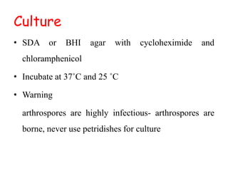 Culture
• SDA or BHI agar with cycloheximide and
chloramphenicol
• Incubate at 37˚C and 25 ˚C
• Warning
arthrospores are highly infectious- arthrospores are
borne, never use petridishes for culture
 
