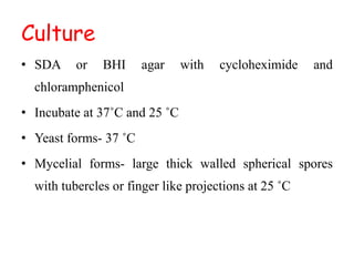 Culture
• SDA or BHI agar with cycloheximide and
chloramphenicol
• Incubate at 37˚C and 25 ˚C
• Yeast forms- 37 ˚C
• Mycelial forms- large thick walled spherical spores
with tubercles or finger like projections at 25 ˚C
 