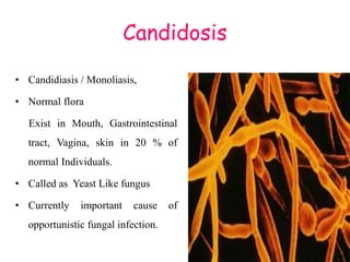 Candidosis
• Candidiasis / Monoliasis,
• Normal flora
Exist in Mouth, Gastrointestinal
tract, Vagina, skin in 20 % of
normal Individuals.
• Called as Yeast Like fungus
• Currently important cause of
opportunistic fungal infection.
 