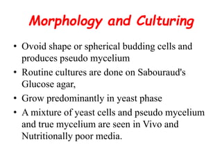 Morphology and Culturing
• Ovoid shape or spherical budding cells and
produces pseudo mycelium
• Routine cultures are done on Sabouraud's
Glucose agar,
• Grow predominantly in yeast phase
• A mixture of yeast cells and pseudo mycelium
and true mycelium are seen in Vivo and
Nutritionally poor media.
 