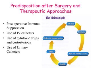Predisposition after Surgery and
Therapeutic Approaches
• Post operative Immuno
Suppression
• Use of IV catheters
• Use of cytotoxic drugs
and cortosteriods
• Use of Urinary
Catheters
 