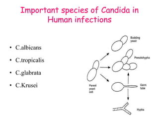 Important species of Candida in
Human infections
• C.albicans
• C.tropicalis
• C.glabrata
• C.Krusei
 
