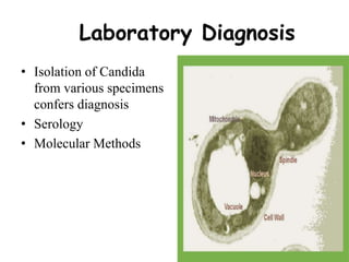 Laboratory Diagnosis
• Isolation of Candida
from various specimens
confers diagnosis
• Serology
• Molecular Methods
 