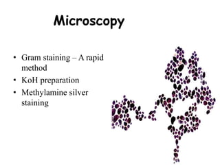 Microscopy
• Gram staining – A rapid
method
• KoH preparation
• Methylamine silver
staining
 