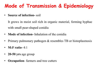 Mode of Transmission & Epidemiology
• Source of infection- soil
It grows in moist soil rich in organic material, forming hyphae
with small pear-shaped conidia
• Mode of infection- Inhalation of the conidia
• Primary pulmonary pathogen & resembles TB or histoplasmosis
• M:F ratio- 4:1
• 20-50 yrs age group
• Occupation- farmers and tree cutters
 