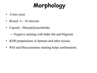Morphology
• A true yeast
• Round 4 – 10 microns
• Capsule - Mucopolysaccharide.
– Negative staining with India Ink and Nigrosin
• KOH preparations in Sputum and other tissues,
• PAS and Mucicaramine staining helps confirmation.
 