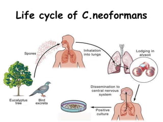 Life cycle of C.neoformans
 