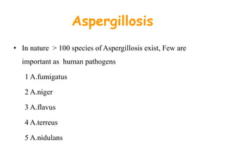 Aspergillosis
• In nature > 100 species of Aspergillosis exist, Few are
important as human pathogens
1 A.fumigatus
2 A.niger
3 A.flavus
4 A.terreus
5 A.nidulans
 