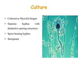 Culture
• Cultured as Mycelial fungus
• Separate hyphae with
distinctive sporing structures
• Spore bearing hyphae
• Sterigmata
 