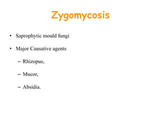 Zygomycosis
• Saprophytic mould fungi
• Major Causative agents
– Rhizopus,
– Mucor,
– Absidia.
 