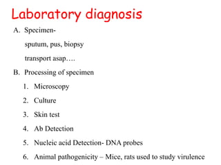 Laboratory diagnosis
A. Specimen-
sputum, pus, biopsy
transport asap….
B. Processing of specimen
1. Microscopy
2. Culture
3. Skin test
4. Ab Detection
5. Nucleic acid Detection- DNA probes
6. Animal pathogenicity – Mice, rats used to study virulence
 