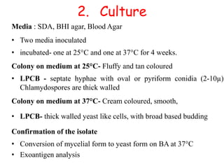 2. Culture
Media : SDA, BHI agar, Blood Agar
• Two media inoculated
• incubated- one at 25°C and one at 37°C for 4 weeks.
Colony on medium at 25°C- Fluffy and tan coloured
• LPCB - septate hyphae with oval or pyriform conidia (2-10µ)
Chlamydospores are thick walled
Colony on medium at 37°C- Cream coloured, smooth,
• LPCB- thick walled yeast like cells, with broad based budding
Confirmation of the isolate
• Conversion of mycelial form to yeast form on BA at 37°C
• Exoantigen analysis
 