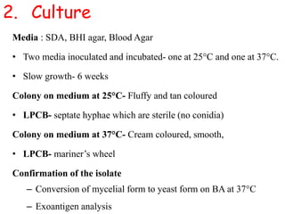 2. Culture
Media : SDA, BHI agar, Blood Agar
• Two media inoculated and incubated- one at 25°C and one at 37°C.
• Slow growth- 6 weeks
Colony on medium at 25°C- Fluffy and tan coloured
• LPCB- septate hyphae which are sterile (no conidia)
Colony on medium at 37°C- Cream coloured, smooth,
• LPCB- mariner’s wheel
Confirmation of the isolate
– Conversion of mycelial form to yeast form on BA at 37°C
– Exoantigen analysis
 