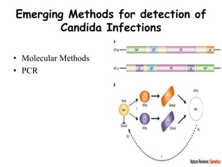 Emerging Methods for detection of
Candida Infections
• Molecular Methods
• PCR
 