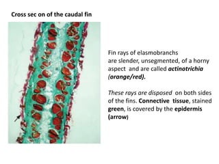 Systemic pathology - respiratory, musculoskeletal systems Of Fish | PPTX