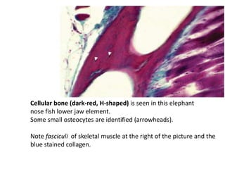 Systemic pathology - respiratory, musculoskeletal systems Of Fish | PPTX