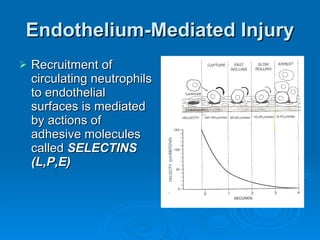 Endothelium-Mediated Injury Recruitment of circulating neutrophils to endothelial surfaces is mediated by actions of adhesive molecules called  SELECTINS (L,P,E) 