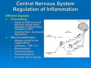 Central Nervous System Regulation of Inflammation Afferent Signals: Circulatory: Areas of CNS devoid of bld-brain barrier admit passage of inflammatory mediators (TNF) Causing fever, anorexia & depression Neural pathways: Afferent stimuli to the  vagus nerve :  cytokines – TNF, IL-1 Baroreceptors Chemoreceptors Thermoreceptors  From the site of injuries 