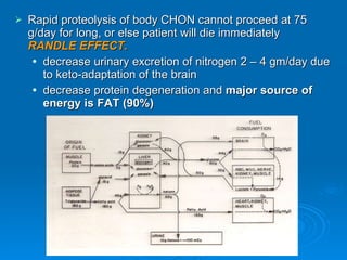 Rapid proteolysis of body CHON cannot proceed at 75 g/day for long, or else patient will die immediately  RANDLE EFFECT. decrease urinary excretion of nitrogen 2 – 4 gm/day due to keto-adaptation of the brain decrease protein degeneration and  major source of energy is FAT (90%) 