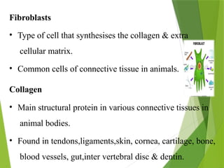 Fibroblasts
• Type of cell that synthesises the collagen & extra
cellular matrix.
• Common cells of connective tissue in animals.
Collagen
• Main structural protein in various connective tissues in
animal bodies.
• Found in tendons,ligaments,skin, cornea, cartilage, bone,
blood vessels, gut,inter vertebral disc & dentin.
 