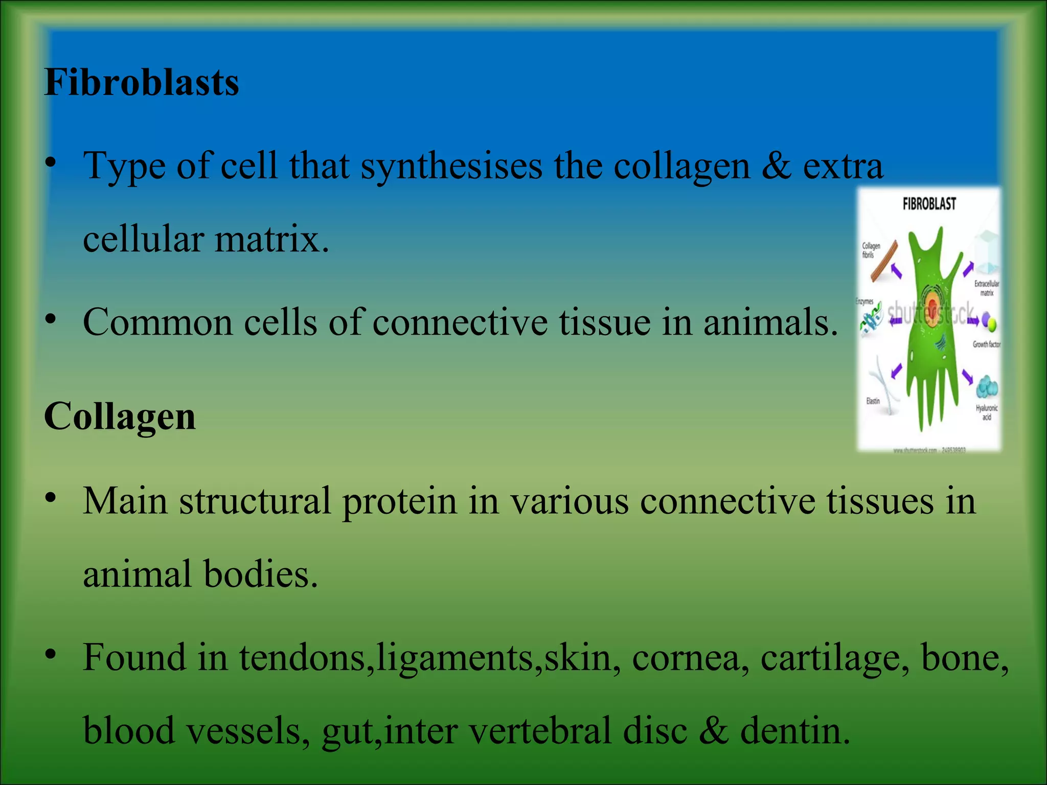 Fibroblasts
• Type of cell that synthesises the collagen & extra
cellular matrix.
• Common cells of connective tissue in animals.
Collagen
• Main structural protein in various connective tissues in
animal bodies.
• Found in tendons,ligaments,skin, cornea, cartilage, bone,
blood vessels, gut,inter vertebral disc & dentin.
 