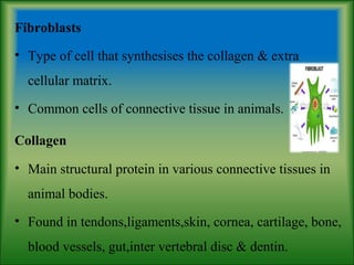 Fibroblasts
• Type of cell that synthesises the collagen & extra
cellular matrix.
• Common cells of connective tissue in animals.
Collagen
• Main structural protein in various connective tissues in
animal bodies.
• Found in tendons,ligaments,skin, cornea, cartilage, bone,
blood vessels, gut,inter vertebral disc & dentin.
 