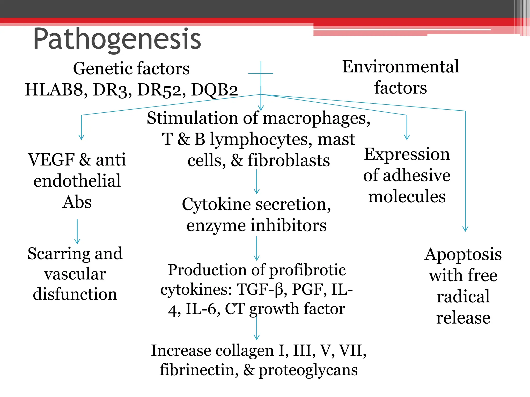 Pathogenesis
Genetic factors
HLAB8, DR3, DR52, DQB2
Environmental
factors
Stimulation of macrophages,
T & B lymphocytes, mast
cells, & fibroblasts
Cytokine secretion,
enzyme inhibitors
Production of profibrotic
cytokines: TGF-β, PGF, IL-
4, IL-6, CT growth factor
Increase collagen I, III, V, VII,
fibrinectin, & proteoglycans
VEGF & anti
endothelial
Abs
Scarring and
vascular
disfunction
Expression
of adhesive
molecules
Apoptosis
with free
radical
release
 