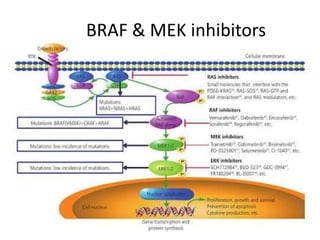 BRAF & MEK inhibitors
 