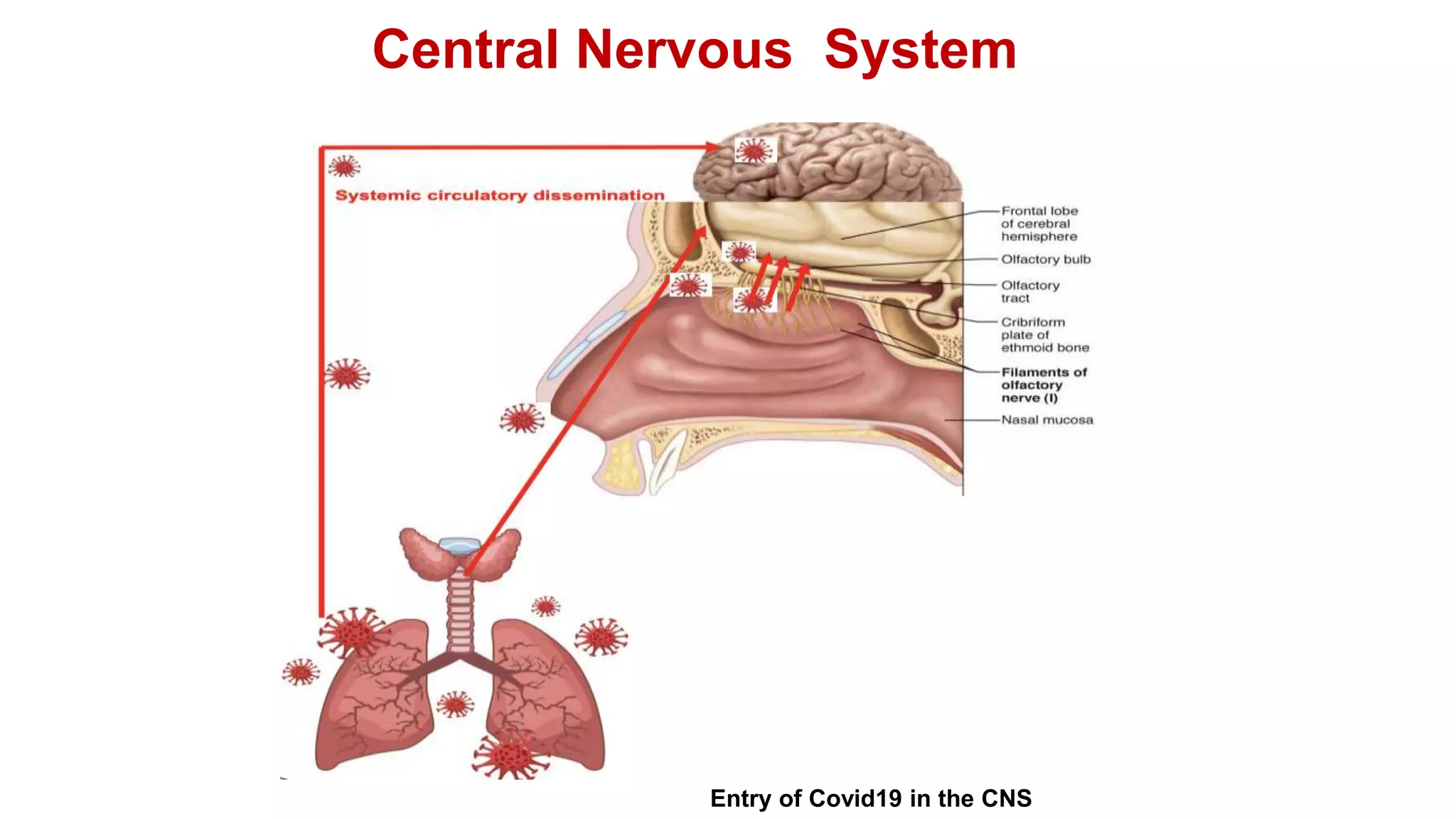 Central Nervous System
Entry of Covid19 in the CNS
 