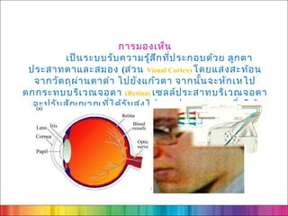 การมองเห็น
         เป็น ระบบรับ ความรู้ส ึก ที่ป ระกอบด้ว ย ลูก ตา
 ประสาทตาและสมอง (ส่ว น Visual Cortex) โดยแสงสะท้อ น
  จากวัต ถุผ ่า นตาดำา ไปยัง แก้ว ตา จากนั้น จะหัก เหไป
ตกกระทบบริเ วณจอตา (Retina) เซลล์ป ระสาทบริเ วณจอตา
  จะปรับ สัญ ญาณที่ไ ด้ร ับ ส่ง ไปทางประสาทตา เพื่อ ให้
        สมองได้ร ับ ทราบและแปลสิ่ง ที่ม องเห็น
 