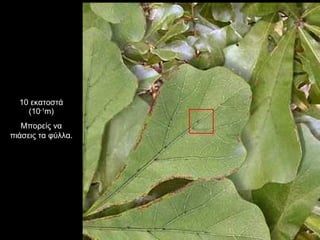 10 εκατοστά (10 -1 m) Μπορείς να πιάσεις τα φύλλα. 