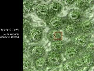 10 μίκρον (10 -5 m)  Εδώ τα κύτταρα φαίνονται καθαρά.  