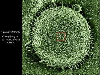 1 μίκρον (10 -6 m).  Ο πυρήνας του κυττάρου γίνεται ορατός. 