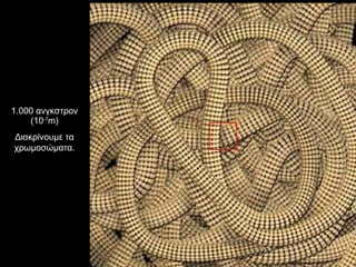 1.000 ανγκστρον (10 -7 m) Διακρίνουμε τα χρωμοσώματα. 