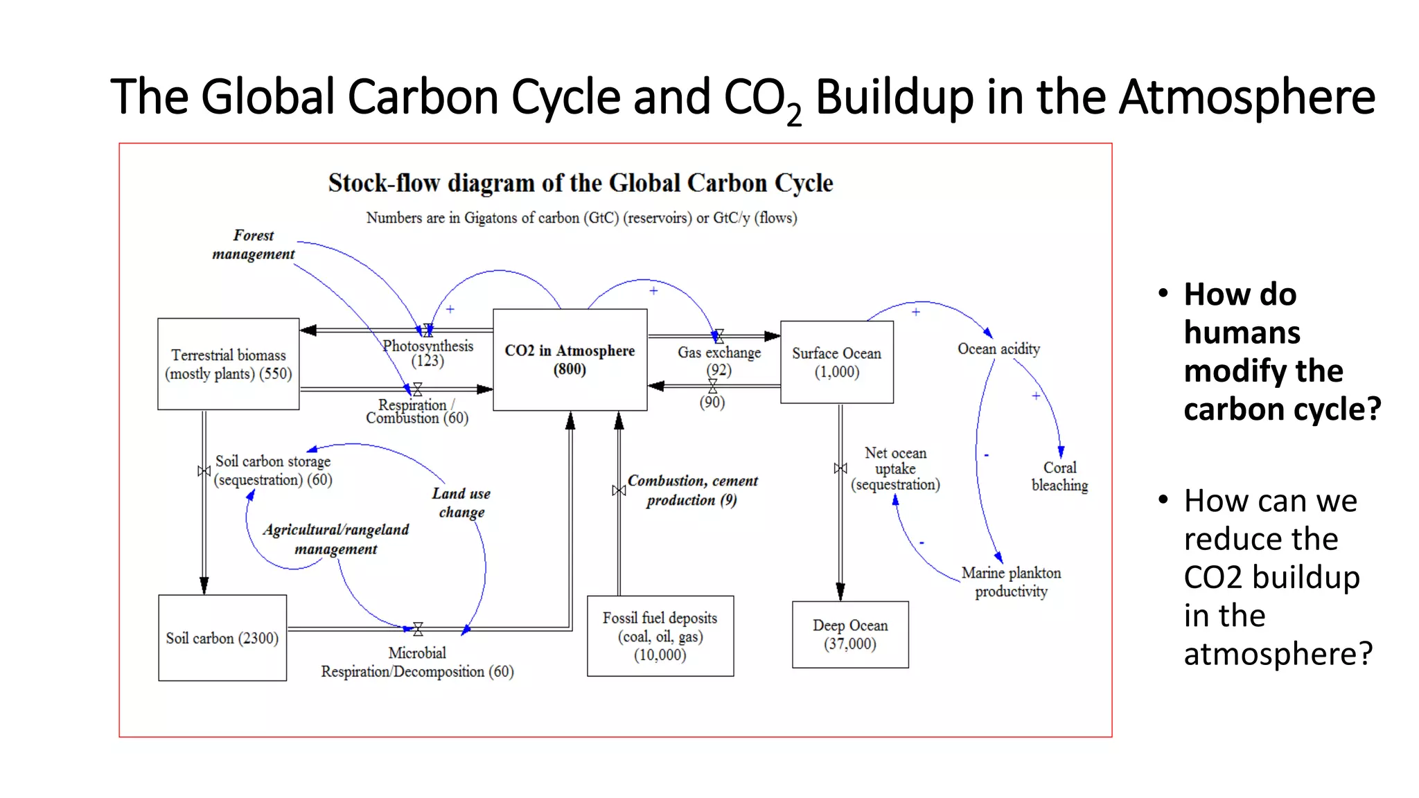 The Global Carbon Cycle and CO2 Buildup in the Atmosphere
• How do
humans
modify the
carbon cycle?
• How can we
reduce the
CO2 buildup
in the
atmosphere?
 