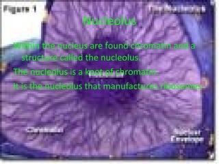 Nucleolus Within the nucleus are found chromatin and a structure called the nucleolus.  The nucleolus is a knot of chromatin.  It is the nucleolus that manufactures ribosomes  