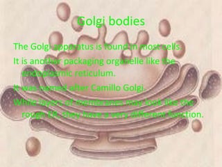 Golgi bodies The Golgi apparatus is found in most cells.  It is another packaging organelle like the endoplasmic reticulum.  It was named after Camillo Golgi.  While layers of membranes may look like the rough ER, they have a very different function.  