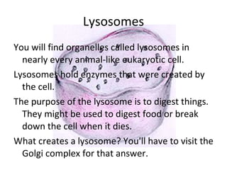 Lysosomes You will find organelles called lysosomes in nearly every animal-like eukaryotic cell.  Lysosomes hold enzymes that were created by the cell.  The purpose of the lysosome is to digest things. They might be used to digest food or break down the cell when it dies.  What creates a lysosome? You'll have to visit the Golgi complex for that answer.  