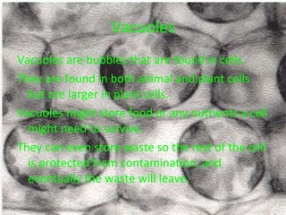 Vacuoles Vacuoles are bubbles that are found in cells.  They are found in both animal and plant cells but are larger in plant cells.  Vacuoles might store food or any nutrients a cell might need to survive.  They can even store waste so the rest of the cell is protected from contamination, and eventually the waste will leave. 