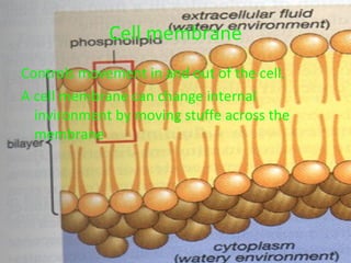 Cell membrane Controls movement in and out of the cell. A cell membrane can change internal invironment by moving stuffe across the membrane 