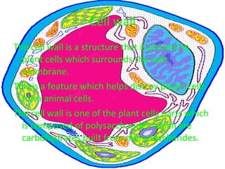Cell wall The cell wall is a structure that is present in plant cells which surrounds the cells membrane.  This is a feature which helps distroy plants cells from animal cells.  The cell wall is one of the plant cells parts which is composed of polysaccharides which are carbohydrates built from monosaccharides. 