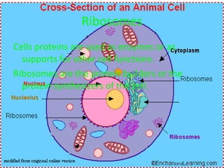 Ribosomes Cells proteins are used as enzymes or as supports for other cell functions.  Ribosomes are the protein builders or the protein synthesizers of the cell.  