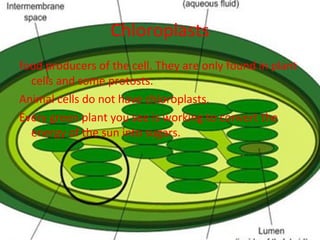 Chloroplasts food producers of the cell. They are only found in plant cells and some protosts.  Animal cells do not have chloroplasts.  Every green plant you see is working to convert the energy of the sun into sugars.  