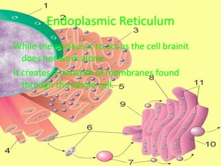 Endoplasmic Reticulum While the nucleus is to act as the cell brainit does not work alone.  It creates a network of membranes found through the whole cell. 