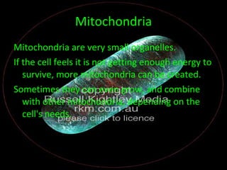 Mitochondria Mitochondria are very small organelles.  If the cell feels it is not getting enough energy to survive, more mitochondria can be created.  Sometimes they can even grow, and combine with other mitochondria, depending on the cell's needs. 