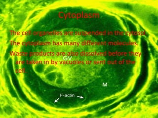 Cytoplasm The cell organelles are suspended in the cytosol.  The cytoplasm has many different molecules.  Waste products are also dissolved before they are taken in by vacuoles or sent out of the cell.  