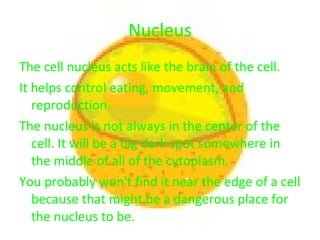 Nucleus The cell nucleus acts like the brain of the cell.  It helps control eating, movement, and reproduction.  The nucleus is not always in the center of the cell. It will be a big dark spot somewhere in the middle of all of the cytoplasm.  You probably won't find it near the edge of a cell because that might be a dangerous place for the nucleus to be. 