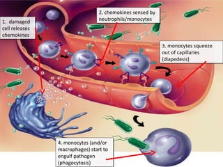 1. damaged
cell releases
chemokines
1. damaged
cell releases
chemokines
2. chemokines sensed by
neutrophils/monocytes
2. chemokines sensed by
neutrophils/monocytes
3. monocytes squeeze
out of capillaries
(diapedesis)
3. monocytes squeeze
out of capillaries
(diapedesis)
4. monocytes (and/or
macrophages) start to
engulf pathogen
(phagocytosis)
4. monocytes (and/or
macrophages) start to
engulf pathogen
(phagocytosis)
 